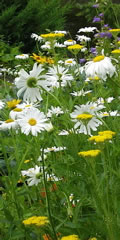 Foto Blumenwiese in Blüte